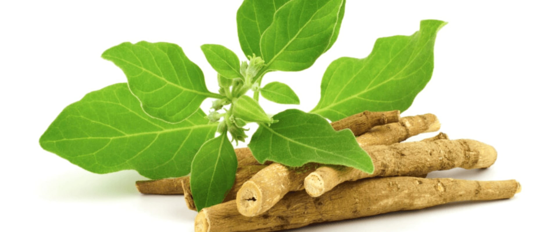The Power of Ashwagandha: Unlocking Its Benefits for Women's Health